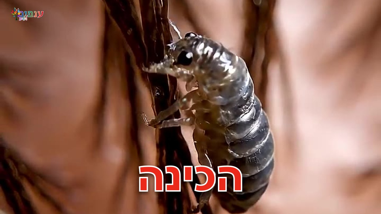 הכינה